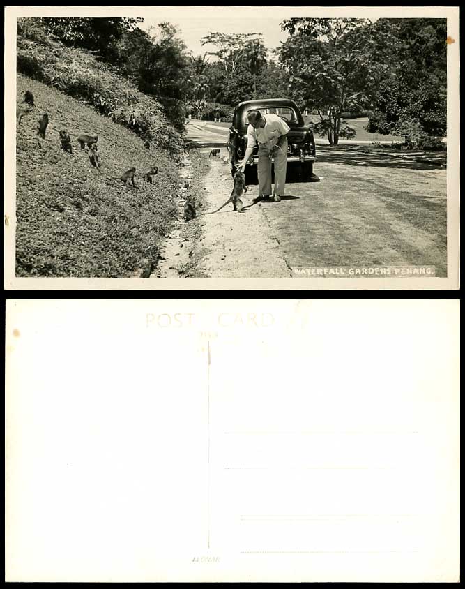 Penang Waterfall Gardens Man Feeding Monkey Monkeys, Car Old Real Photo Postcard