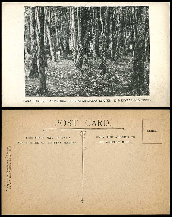 Federated Malay States Para Rubber Plantation 12-15 yr Dutch Method Old Postcard