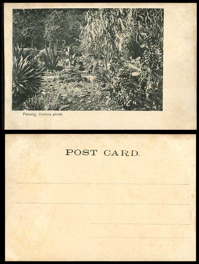 Penang Cacteen Group, Cactus Cacti Straits Settlements Malaya Malay Old Postcard