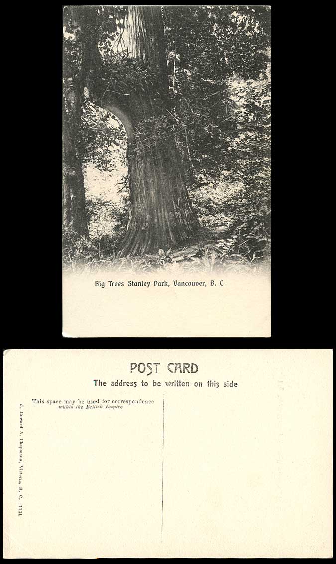Canada Old Postcard BIG TREES STANLEY PARK Vancouver B.C. British Columbia, Tree
