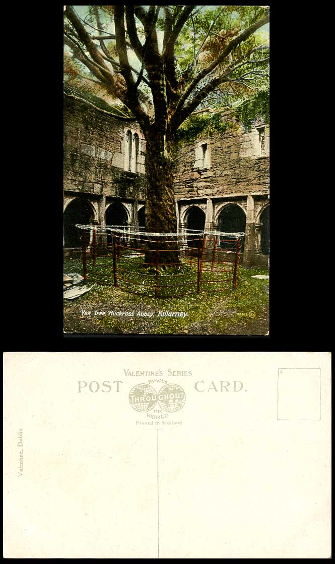 Ireland Old Colour Postcard YEW TREE CLOISTER Muckross Abbey Co. Kerry Killarney