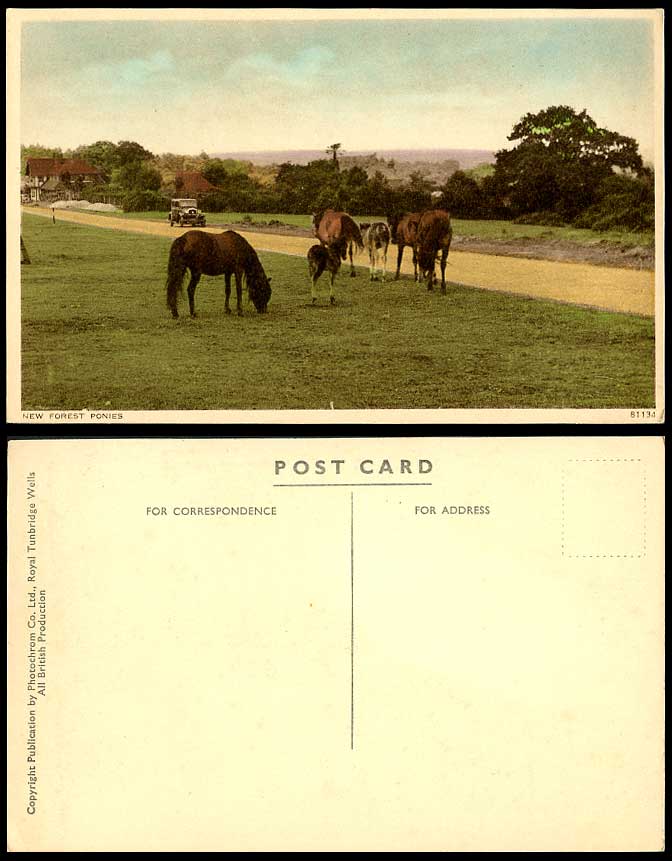 NEW FOREST PONIES Horses Pony Horse Animals Vintage Motor Car Old Color Postcard