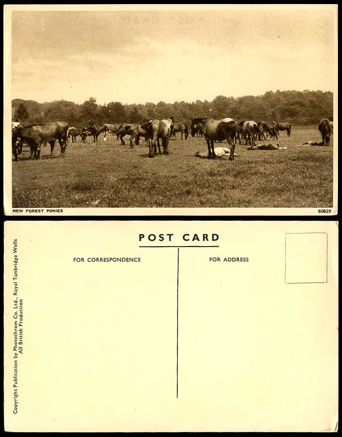 New Forest Ponies Horses Pony Horse Animals Hampshire Photochrom Co Old Postcard