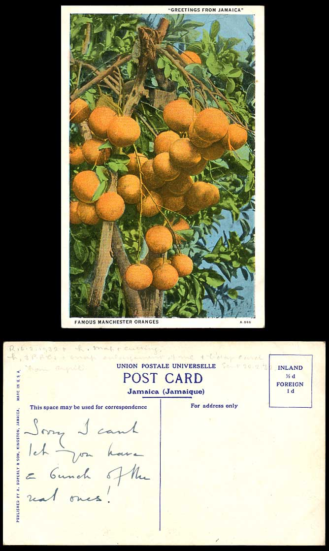Jamaica 1932 Old Colour Postcard Famous Manchester Oranges Mandeville BWI Fruits