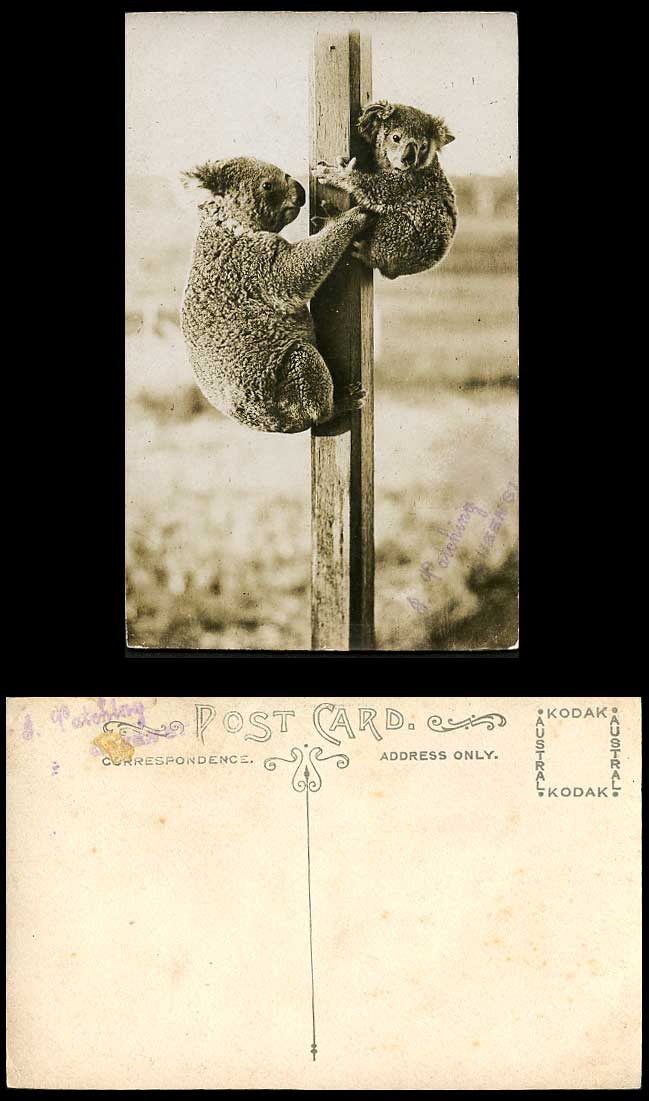 Australia Koala Bear Koalas Native Australian Animals Old Real Photo Postcard RP
