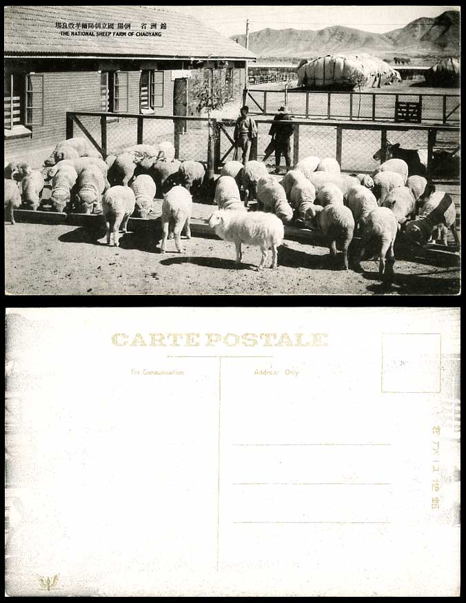 China c.1930 Old Postcard Chaoyang National SHEEP FARM Shepherd Chinchou Jinzhou