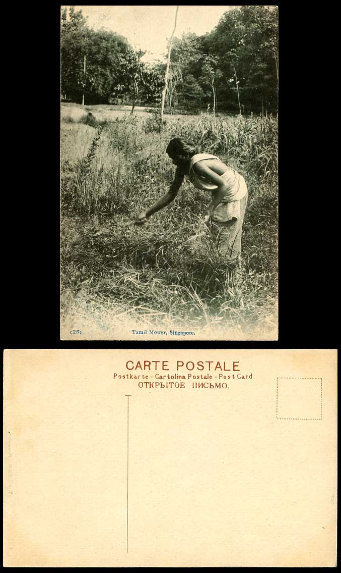 Singapore Old Postcard TAMIL MOWER A Native Woman Lady at work Ethnic Life No.26