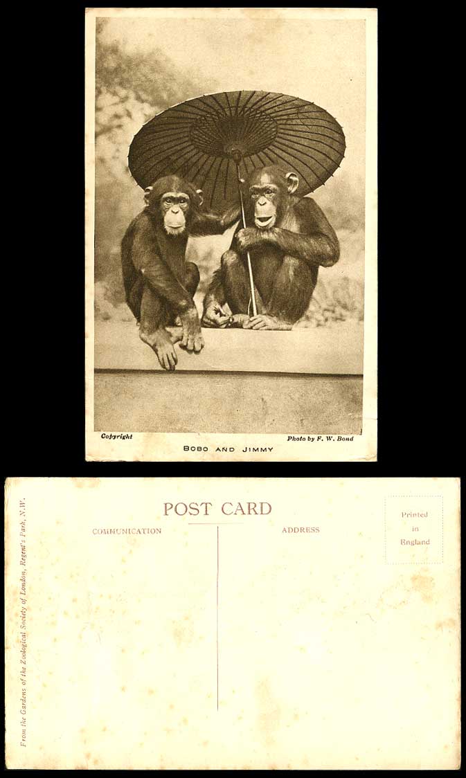 CHIMPANZEES Bobo & Jimmy Umbrella Monkey London Zoo Animals FW Bond Old Postcard