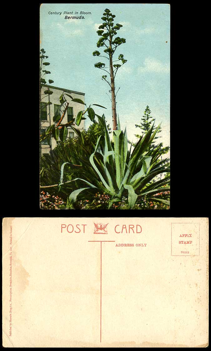 Bermuda Old Colour Postcard Century Plant in Bloom, Blossoms, Phoenix Drug Co.
