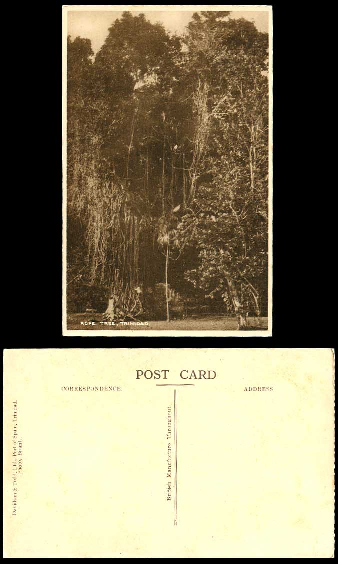 Trinidad ROPE TREE Old Postcard Davidson & Todd Ltd. Port of Spain, Photo Briant
