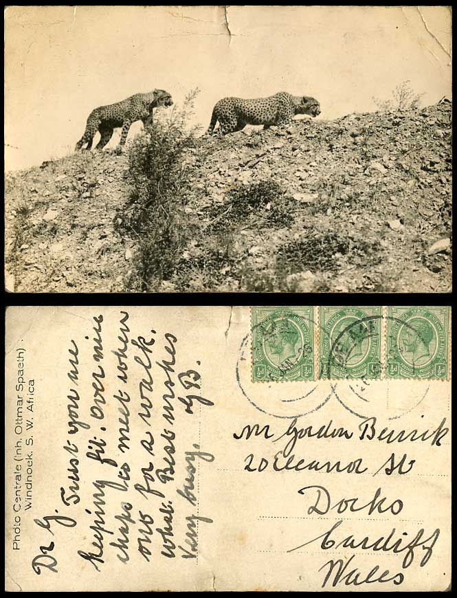 African Cheetah Cheetahs Animals, South West Africa 1926 Old RP Postcard Namibia