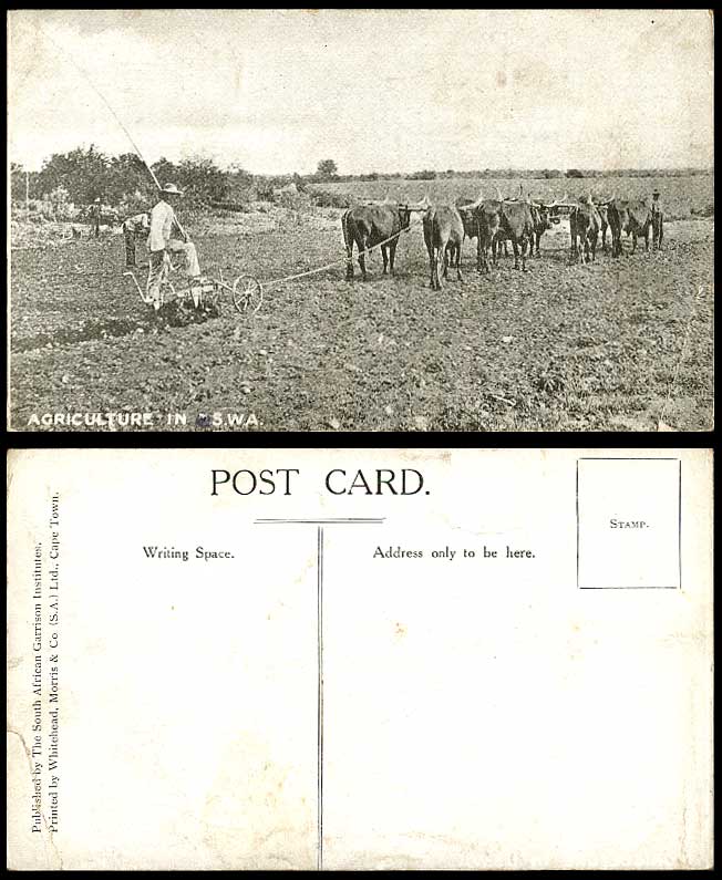 South West Africa Agriculture in S.W.A., Cattle Ploughing - Namibia Old Postcard