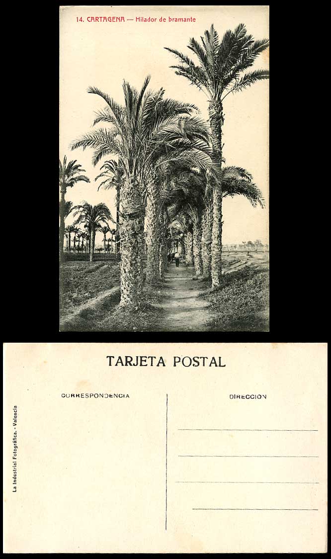 Spain CARTAGENA Hilador de Bramante, Palm Trees Avenue Path Old Spanish Postcard