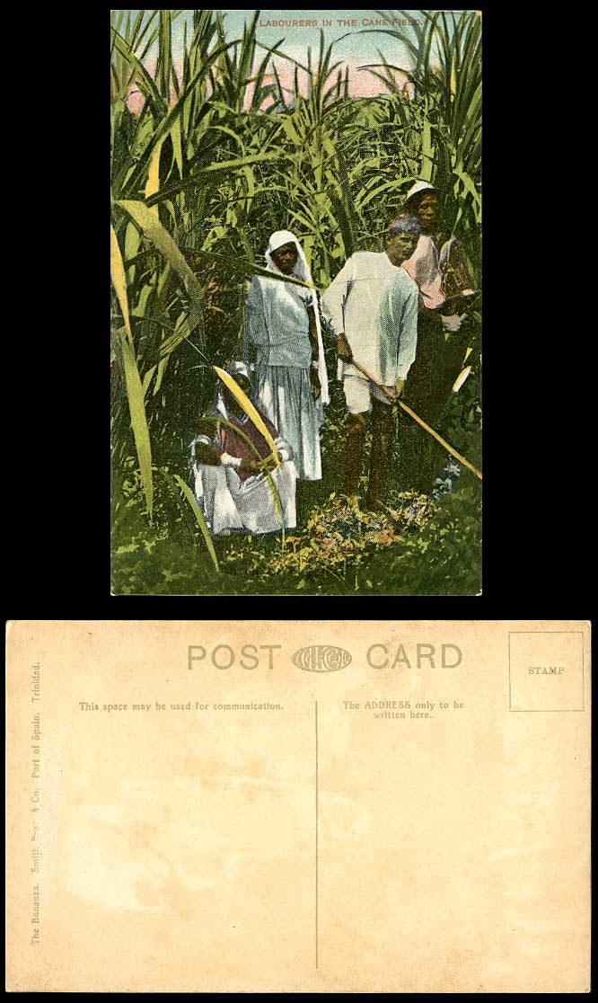Trinidad WI Old Colour Postcard Labourers in Sugar Cane Field Sugarcanes Farmers