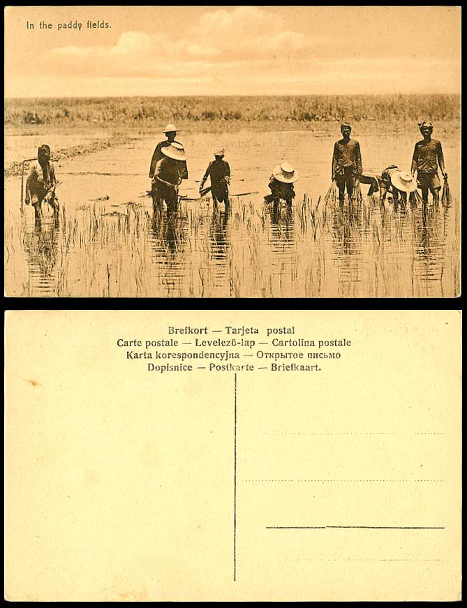 China Old Postcard Native Chinese Farmers Working in Paddy Fields - Ethnic Life