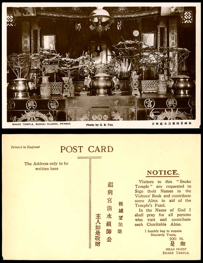 Penang Sungei Kluang Snakes in Snake Temple Old Real Photo Postcard Photo CS Foo