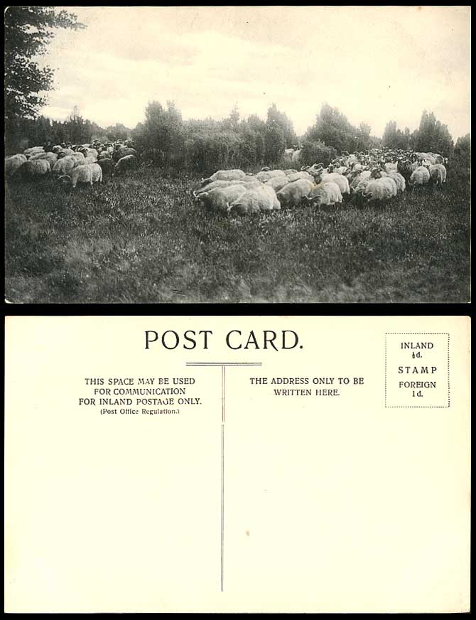Flock of Sheep Grazing - Animals - Pasture Lands Panorama Old Postcard