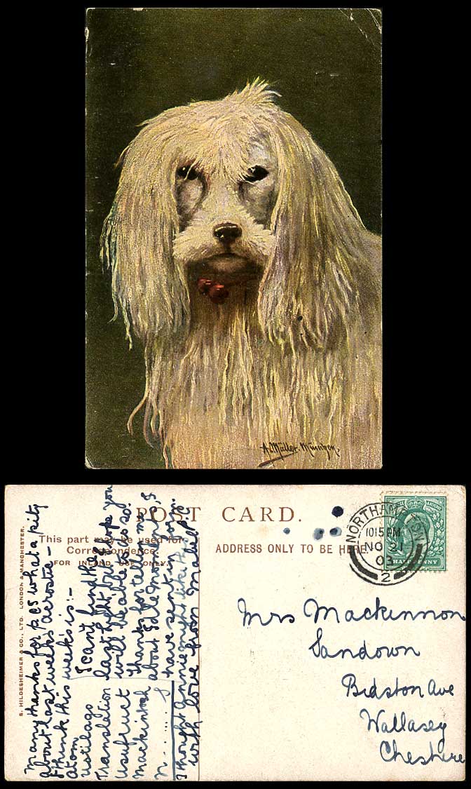 A Mueller Muenchen Artist Signed Long Hair Dog Puppy 1903 Old Art Drawn Postcard
