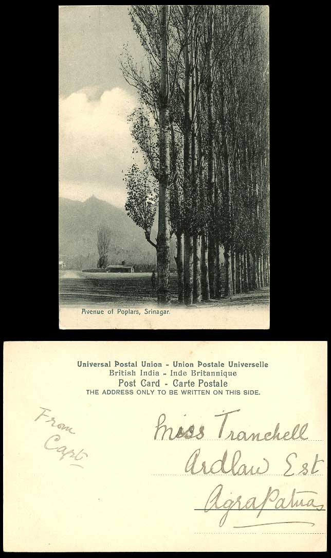 India Old Postcard Srinagar, Avenue of Poplars, Trees Mountains (British Indian)