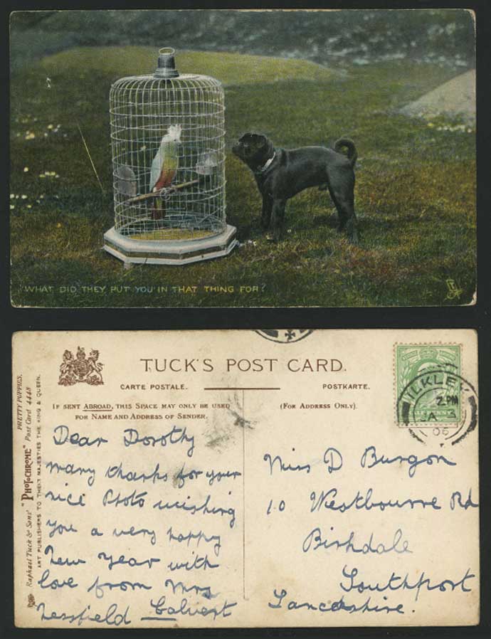 BULLDOG Bull Dog Puppy Parrot Bird Cage Birdcage 1906 Old Tuck's Postcard