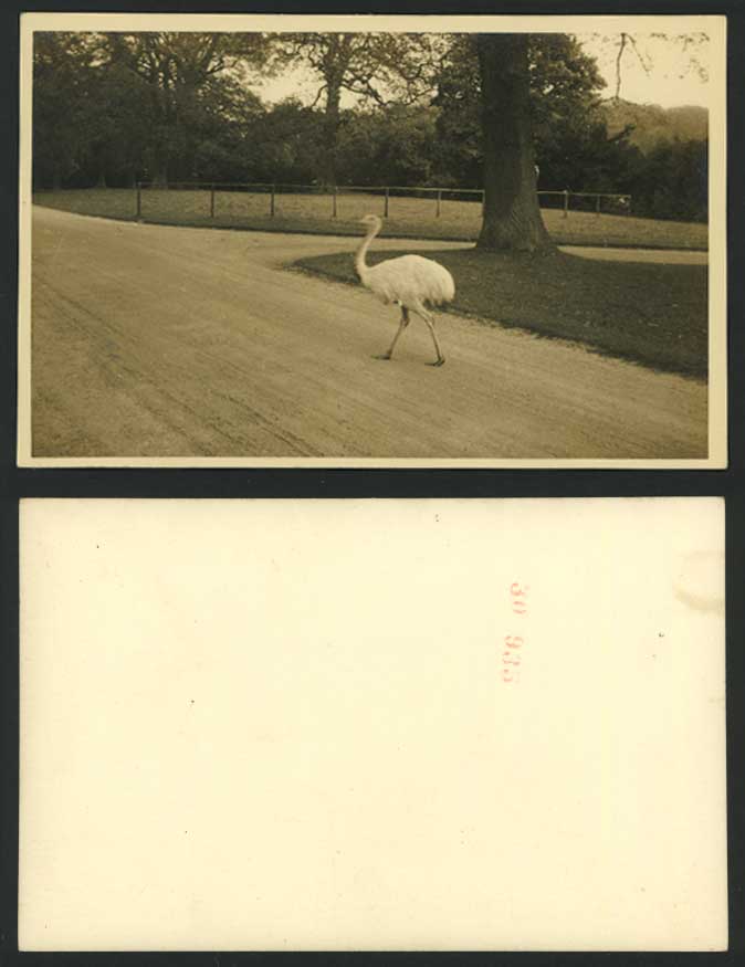 OSTRICH BIRD - Animal Old Real Photograph Postcard R.P.