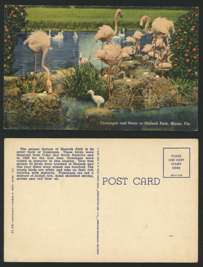 Flamingos & Nests Birds Hialeah Park Miami Old Postcard