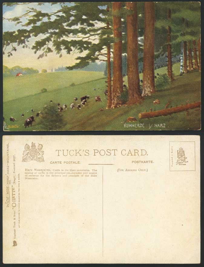 Harz Mountains, Kuhherde Cattle Old Tuck's ART Postcard