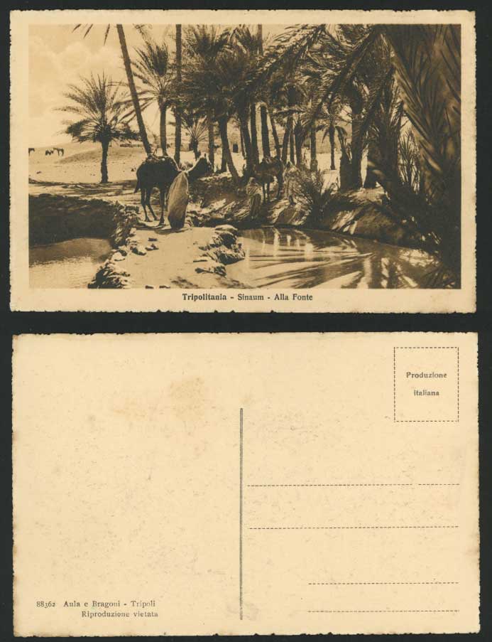 LIBYA c.1920 Old Postcard TRIPOLI Camel Oasis - SINAUM, Source