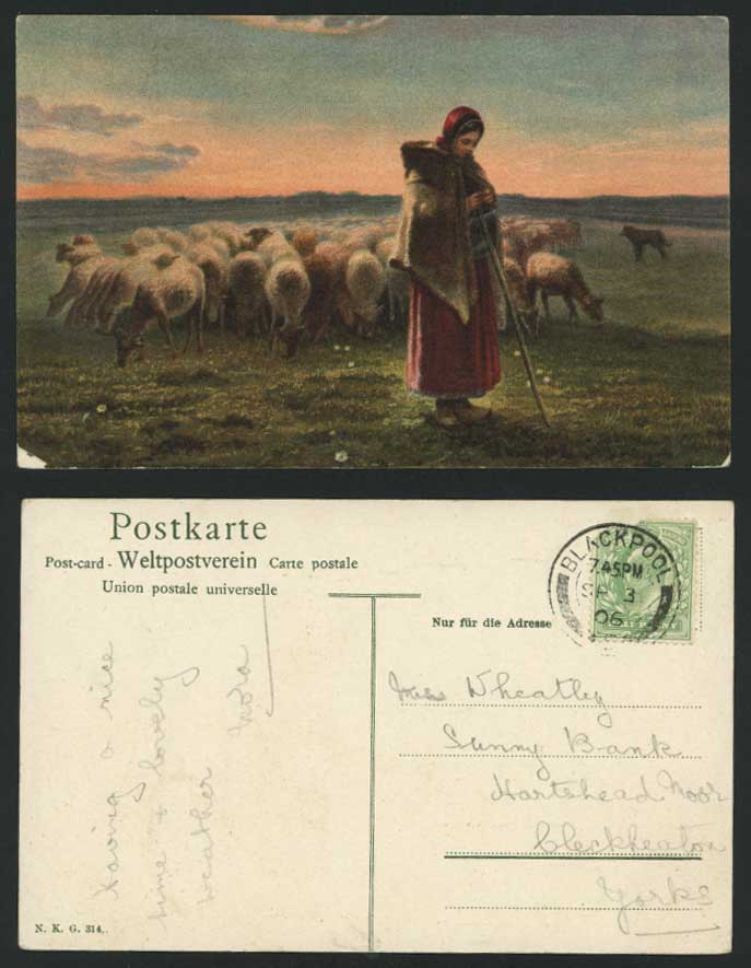 Herd of SHEEP Shepherdess Stick Sunset Art Artist Drawn 1906 Old Colour Postcard