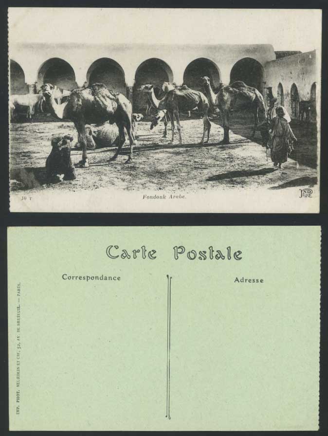 Camels Resting Fondouk Arabe Arab Camel Animals Horses North Africa Old Postcard