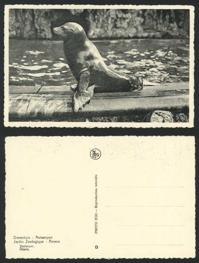 Sea Lion Seal Otarie Zeeleeuw, Anvers Antwerp Antwerpen ZOO Animals Old Postcard