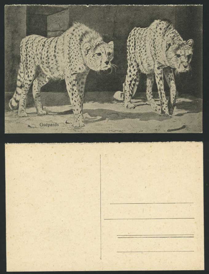 Cheetah Guepards Guépard - Leopard Jaguar Cheetahs - Zoo Animals Old Postcard