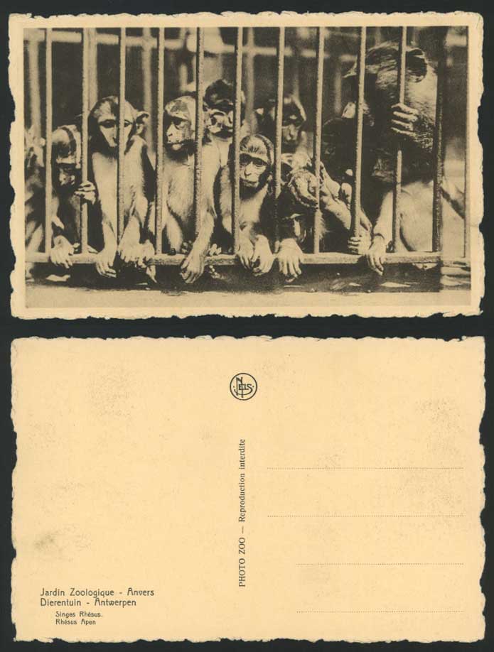 Apes Monkeys Singes Rhesus Apen Anvers Antwerp Antwerpen Zoo Animal Old Postcard