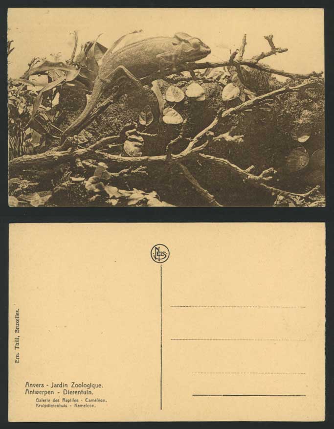 Chameleon Cameleon, Reptiles, Anvers Antwerp Antwerpen, Zoo Animals Old Postcard