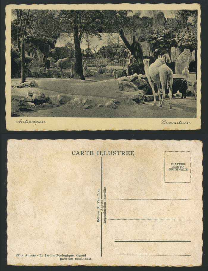 Anvers Antwerpen Grand parc des ruminants, Camels Llamas Old Postcard Dierentuin