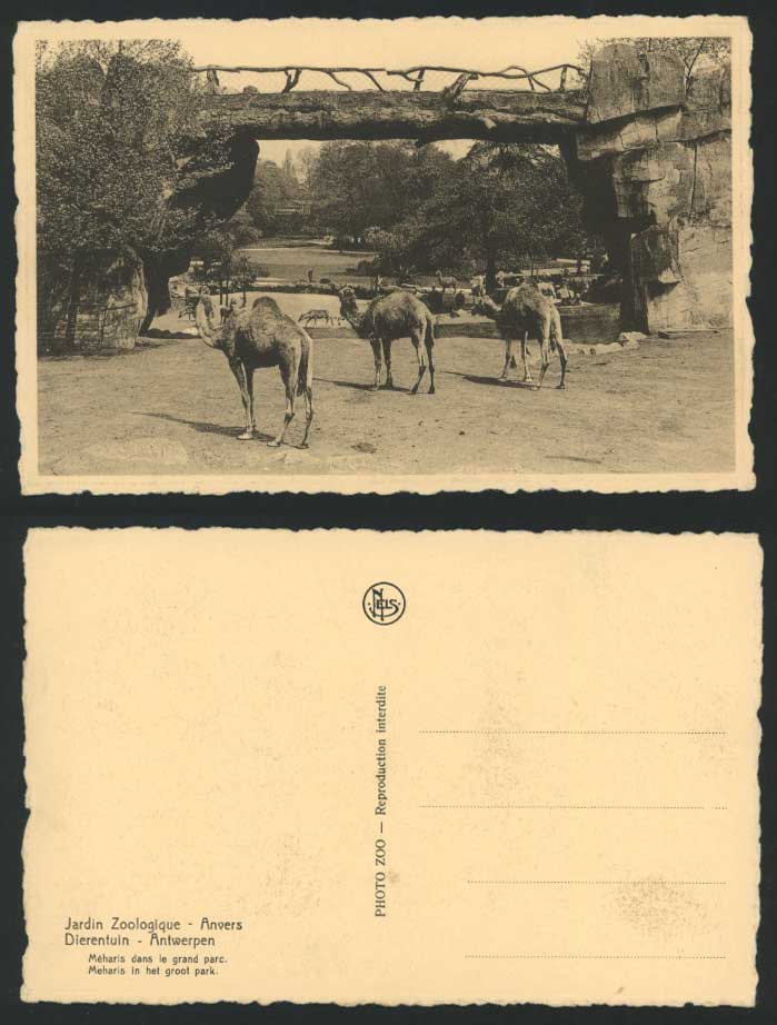 Camels Anvers Antwerp Antwerpen ZOO Meharis dans Grand Parc, BRIDGE Old Postcard