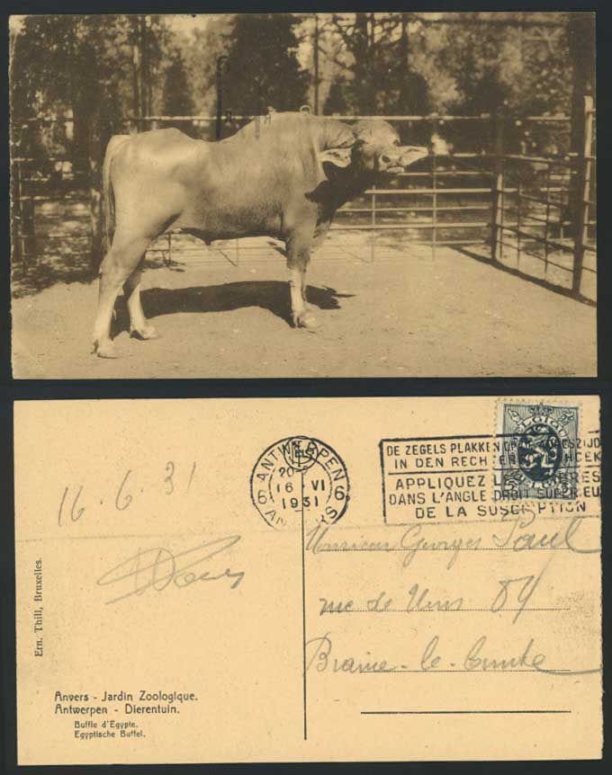 Anvers Zoo Animals, Egyptian Buffalo Egypt 5c. 1931 Old Postcard Buffle d'Egypte