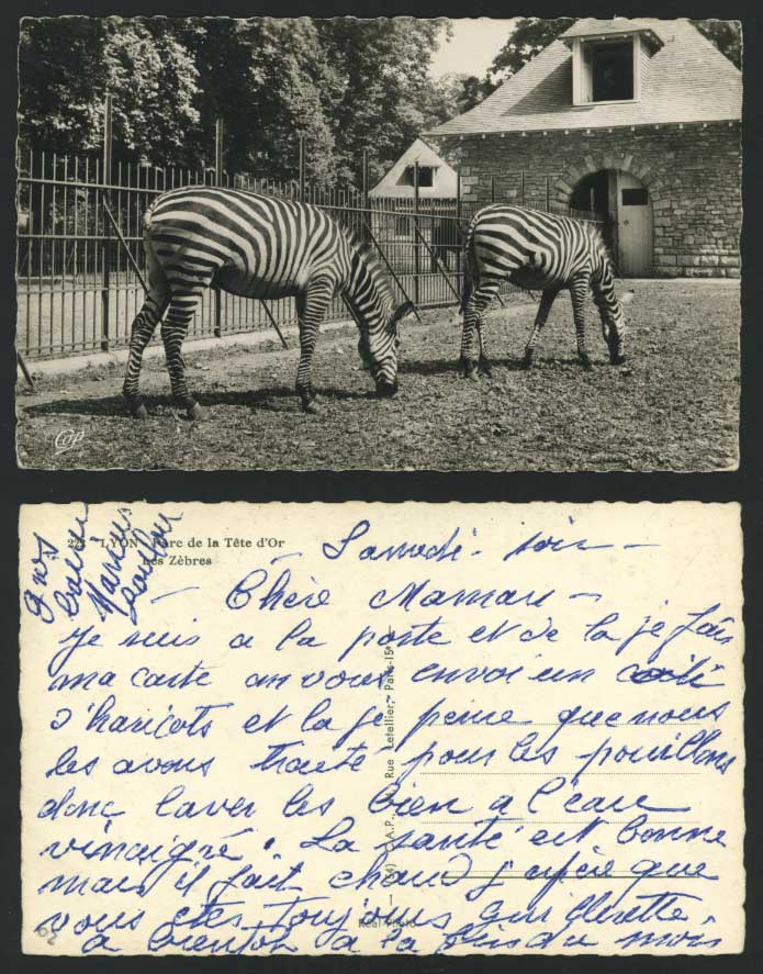 Zebras Zebra Les Zebres Lyon Parc de la Tete-d'Or France Old Real Photo Postcard