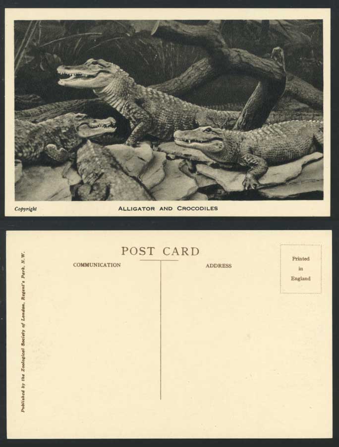 Alligator and Crocodiles London Zoo Animal Old Postcard