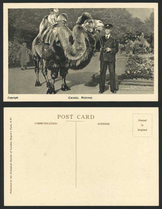 CAMEL RIDING Little Boys London Zoo Animal Old Postcard