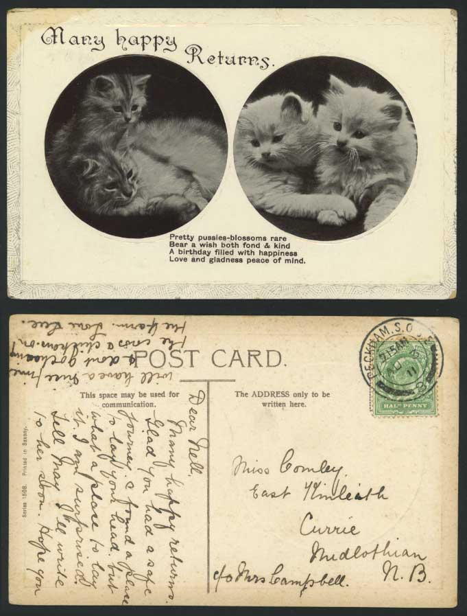Cats Kittens, Pretty Pussies-Blossoms Rare 1911 Old Postcard Many Happy Returns