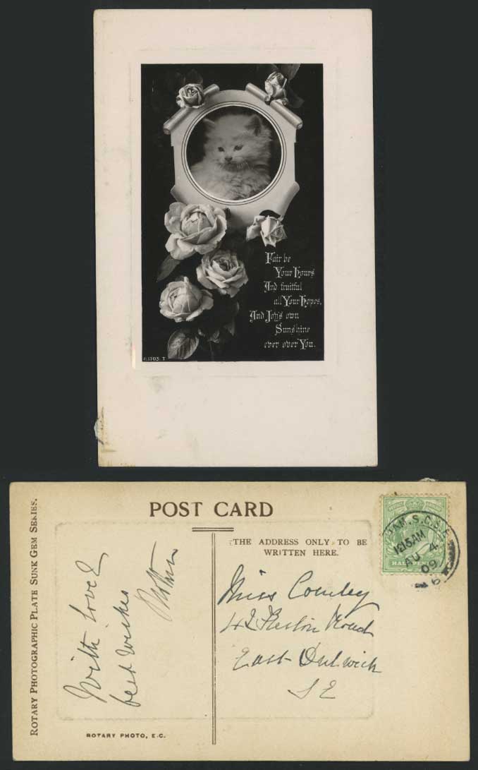 Cat Kitten Pet Cats Roses Rose Flowers 1909 Old Real Photo Postcard Greetings RP