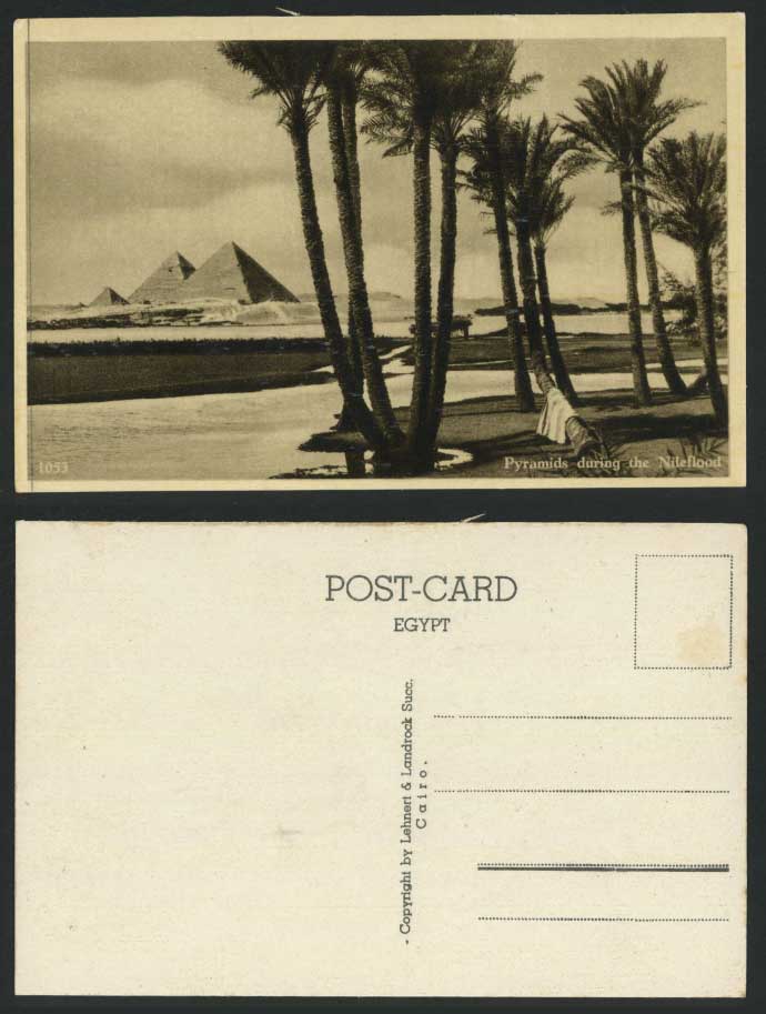 Egypt Old Postcard PYRAMIDS during NILE FLOOD Palm Tree