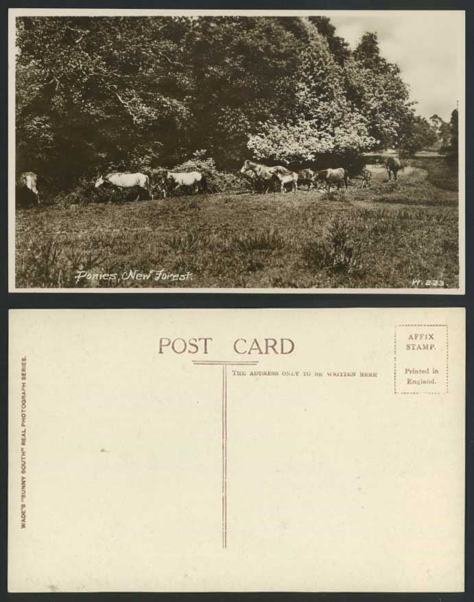 PONIES, NEW FOREST, Horses Animals, Hampshire Old Real Photo Photograph Postcard