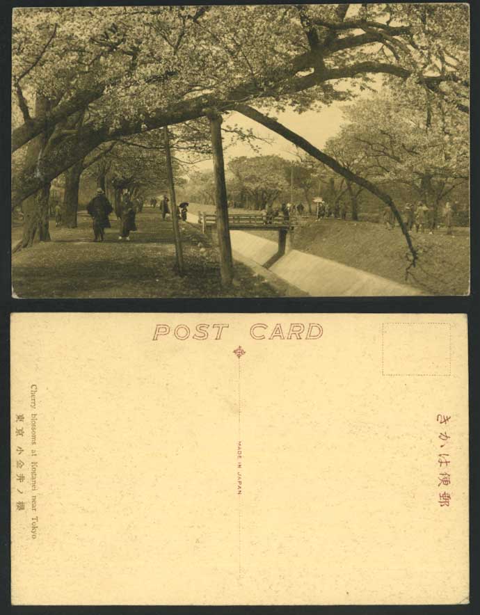 Japan Old Real Photo Postcard Cherry Blossoms KOGANEI Tokyo BRIDGE Blooming Tree