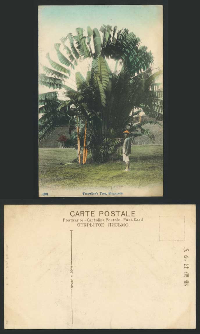Singapore Old Hand Tinted Postcard TRAVELLERS TREE Palm Tree Straits Settlements