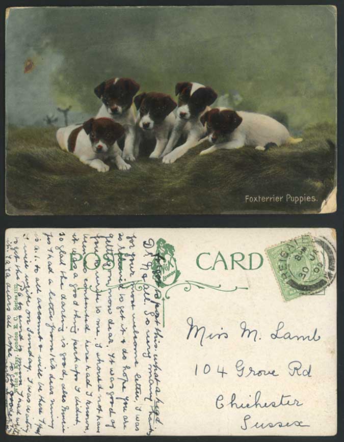 FOX TERRIER Puppies Dogs Puppy Dog 1909 Old Colour Postcard Foxterrier Pets Pet