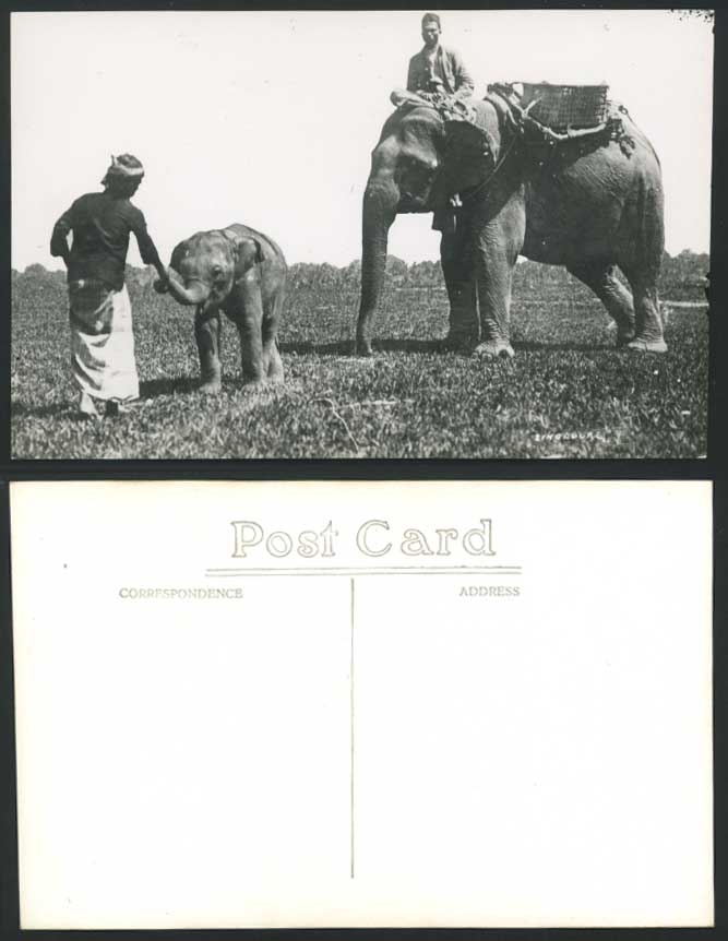 Singapore Old Real Photo Postcard ELEPHANTS Elephant & Baby Cub Native Malay Men