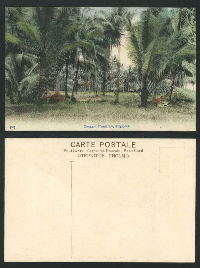 Singapore Old Hand Tinted Color Postcard COCOANUT PLANTATION Cocoanut Palm Trees