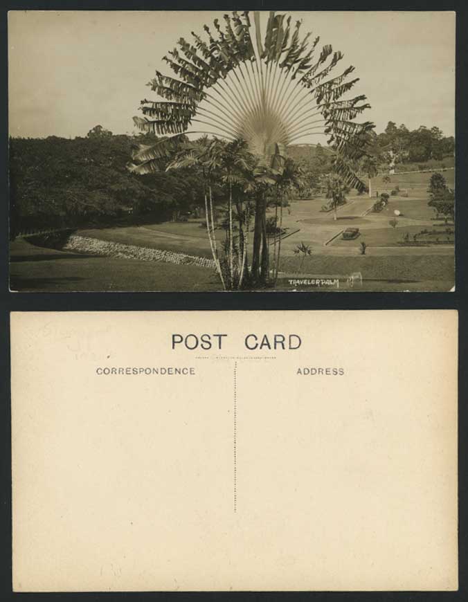 Singapore Old Real Photo Postcard Traveler Palm Travellers Palm Tree Bridge Park